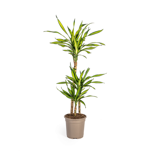"Dracaena Deremensis Rikki Ø21cm - ↕90 - 110cm image"
