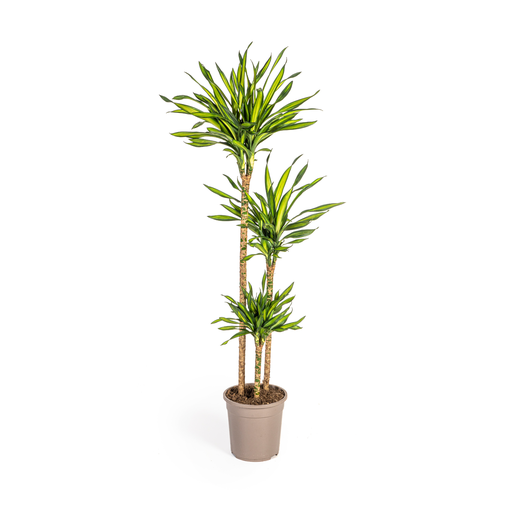 "Dracaena Deremensis Rikki Ø24cm - ↕130 - 150cm image"
