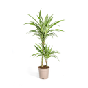 Dracaena Deremensis White Stripe Ø19cm - ↕70 - 90cm