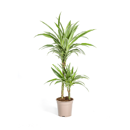 "Dracaena Deremensis White Stripe Ø19cm - ↕70 - 90cm image"