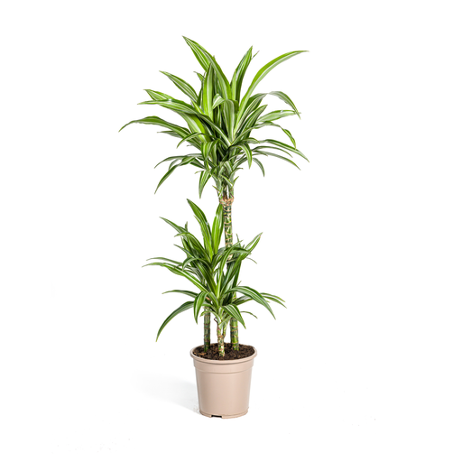 "Dracaena Deremensis White Stripe Ø21cm - ↕90 - 110cm image"