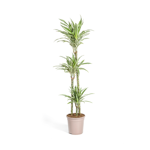 "Dracaena Deremensis White Stripe Ø24cm - ↕130 - 150cm image"