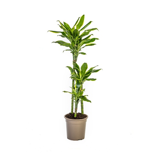 "Drachenbaum 'Golden Coast' (Dracaena fragrans) – pflegeleichte Zimmerpflanze, Topf-Ø 21 cm, Höhe ca. 90–110 cm image"