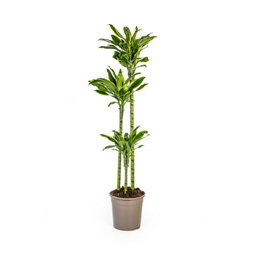"Dracaena Fragrans Golden Coast Ø24cm - ↕130 - 150cm image"