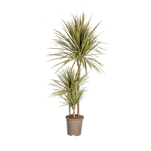 "Dracaena Marginata Bicolor Ø21cm - ↕110 - 130cm image"