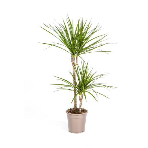 "Dracaena Marginata Green Ø19cm - ↕70 - 90cm image"