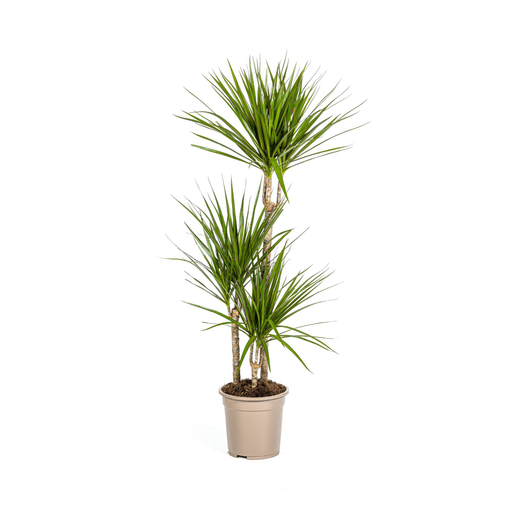 "Dracaena Marginata Grün Ø21cm - ↕110 - 130cm image"