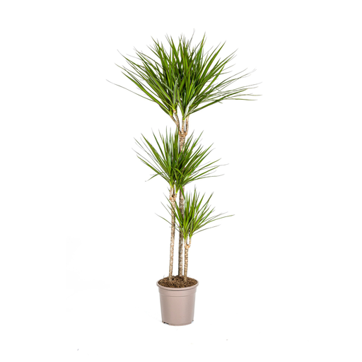 "Dracaena Marginata Green Ø24cm - ↕130 - 150cm image"