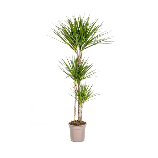 "Drachenbaum (Dracaena marginata) – pflegeleichte Zimmerpflanze, Topf-Ø 24 cm, Höhe ca. 130–150 cm image"