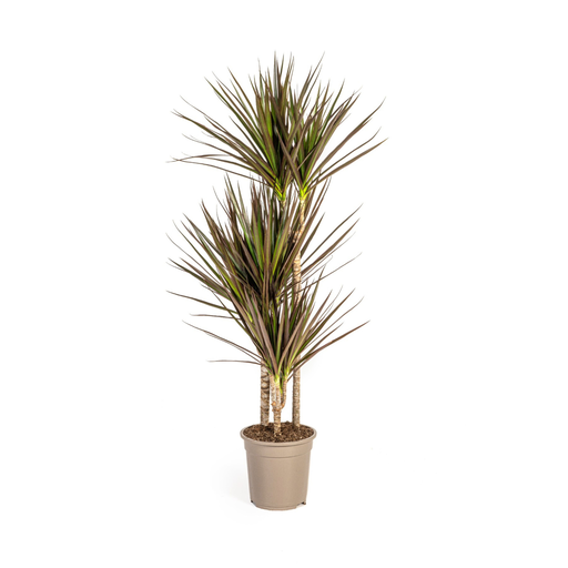 "Dracaena Marginata Magenta Ø21cm - ↕110 - 130cm image"