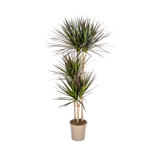 "Drachenbaum 'Magenta' (Dracaena marginata) – pflegeleichte Zimmerpflanze, Topf-Ø 24 cm, Höhe ca. 130–150 cm image"