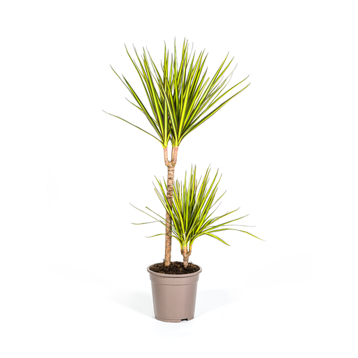 "Dracaena Marginata Sunray Ø19cm - ↕80-100cm image"