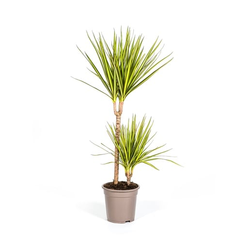 "Drachenbaum 'Sunray' (Dracaena marginata) – pflegeleichte Zimmerpflanze, Topf-Ø 19 cm, Höhe ca. 80–100 cm image"