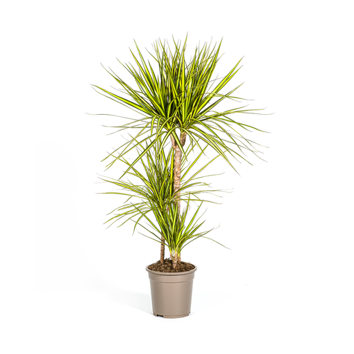 "Drachenbaum (Dracaena marginata) – pflegeleichte Zimmerpflanze, Topf-Ø 21 cm, Höhe ca. 21 cm image"