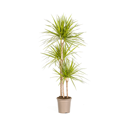 "Drachenbaum (Dracaena marginata) – pflegeleichte Zimmerpflanze, Topf-Ø 24 cm, Höhe ca. 24 cm image"
