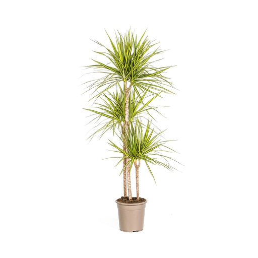 "Drachenbaum 'Sunray' (Dracaena marginata) – pflegeleichte Zimmerpflanze, Topf-Ø 24 cm, Höhe ca. 130–150 cm image"