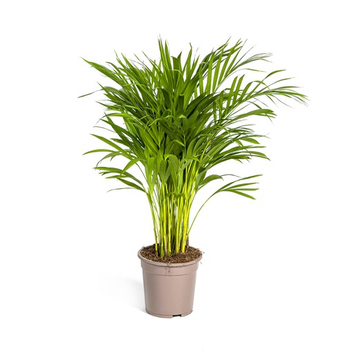 "Goldfruchtpalme (Dypsis arenarum) – pflegeleichte Zimmerpflanze, Topf-Ø 19 cm, Höhe ca. 19 cm image"
