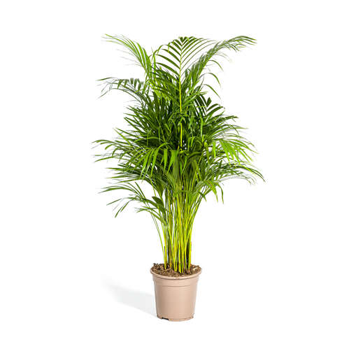 "Sand-Palme (Dypsis arenarum) – pflegeleichte Zimmerpflanze, Topf-Ø 21 cm, Höhe ca. 21 cm image"