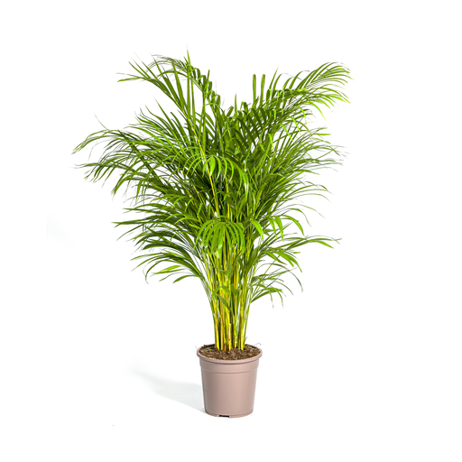 "Goldfruchtpalme (Dypsis arenarum) – pflegeleichte Zimmerpflanze, Topf-Ø 24 cm, Höhe ca. 24 cm image"