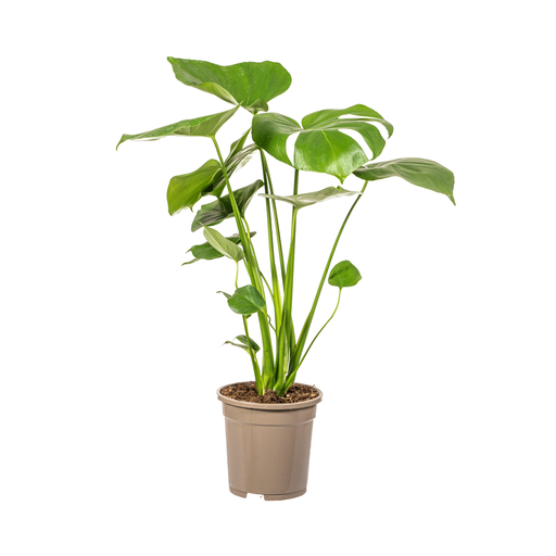 "Fensterblatt (Monstera deliciosa) – pflegeleichte Zimmerpflanze, Topf-Ø 17 cm, Höhe ca. 17 cm image"