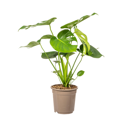 "Monstera Deliciosa Tauerii Ø19cm - ↕70 - 90cm image"