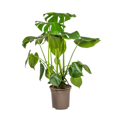 "Monstera Deliciosa Tauerii Ø21cm - ↕70 - 90cm image"