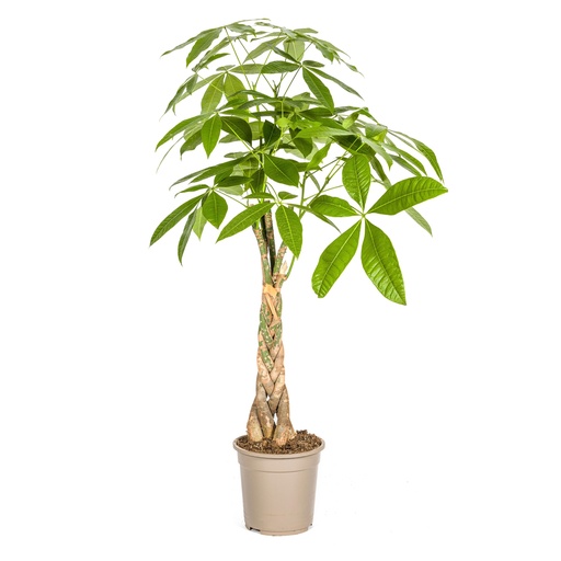 "Glückskastanie (Pachira aquatica) – pflegeleichte Zimmerpflanze, Topf-Ø 21 cm, Höhe ca. 21 cm image"