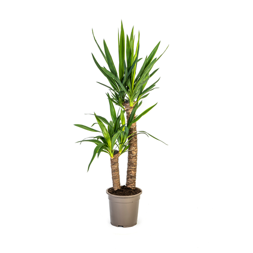 "Riesen-Palmlilie (Yucca elephantipes) – pflegeleichte Zimmerpflanze, Topf-Ø 19 cm, Höhe ca. 19 cm image"