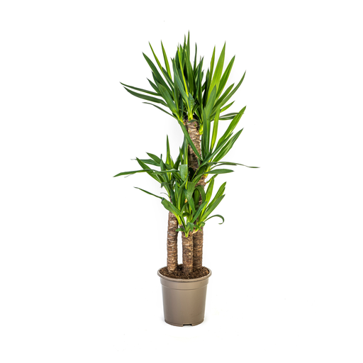 "Riesen-Palmlilie (Yucca elephantipes) – pflegeleichte Zimmerpflanze, Topf-Ø 21 cm, Höhe ca. 21 cm image"