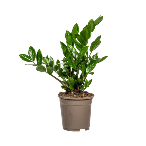"Glücksfeder (Zamioculcas zamiifolia) – pflegeleichte Zimmerpflanze, Topf-Ø 17 cm, Höhe ca. 17 cm image"