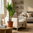 Plante d'intérieur - Yucca (Lis palmier) - Yucca Elephantipes - Vert - Entretien facile - 1 Plante - Pot 21cm - Hauteur 80 - 90cm