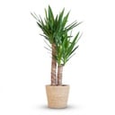 Yucca Elephantipes mit Zeegras-Korb natur - 90cm - Ø21