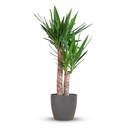 Yucca Elephantipes mit Potter Schwarz - 90cm - Ø21