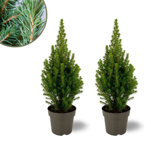 "2x Picea glauca Perfecta - 15 cm Ø - 40 cm ↨ image"