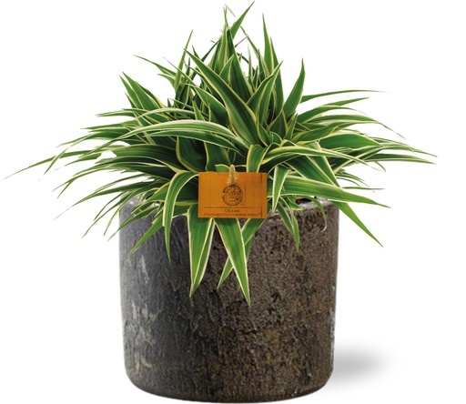 "Chlorophytum Ocean - Ø15cm - ↕25cm + Maas Pot D16x14cm - Braun image"