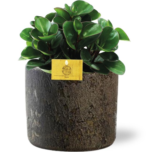 "Peperomia Burning Bush - Topf-Ø 15 cm - Höhe ca. 25 cm + Maas Pot D16x14cm - Braun image"