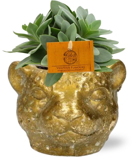 "Senecio Cephalophorus - Ø10,5cm - ↕15cm + Planter Luipaard D12x9,5cm - Gold image"