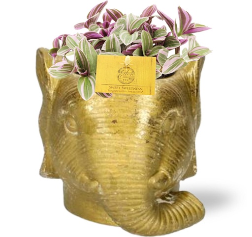 "Tradescantia Sweetness - Ø10,5cm - ↕10cm + Planter Olifant D11/12x10cm - Gold image"