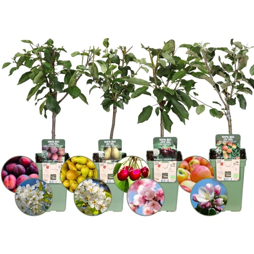 "Bio-Obstbäume 4er-Set - Apfel, Birne, Kirsche und Pflaume - 4 x Ø 20 cm - ↨ 60 cm image"