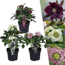 Helleborus Specials - 3 x Ø 14 cm - ↕ 25 cm