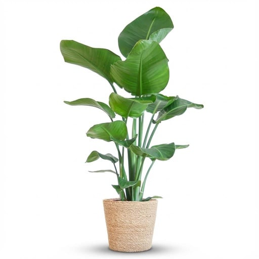 "Strelitzia Nicolai mit Korb Zeegras natur - 80cm - Ø21 image"