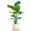 Strelitzia Nicolai mit Potter-Topf weiß – 80 cm – Ø21
