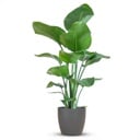 Strelitzia Nicolai mit Potter-Topf Grau – 80 cm – Ø21