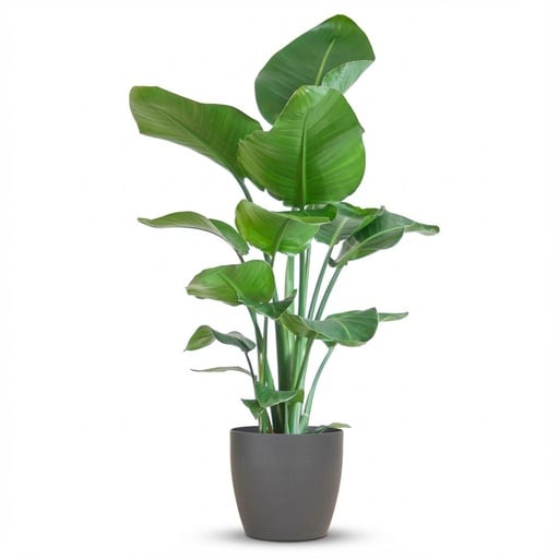 "Strelitzia Nicolai mit Potter-Topf Grau – 80 cm – Ø21 image"