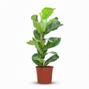 Plante d'intérieur - Ficus Lyrata - Figuier lyre - Vert - Entretien facile - 1 Plante - Pot 21cm - Hauteur 75 - 85cm