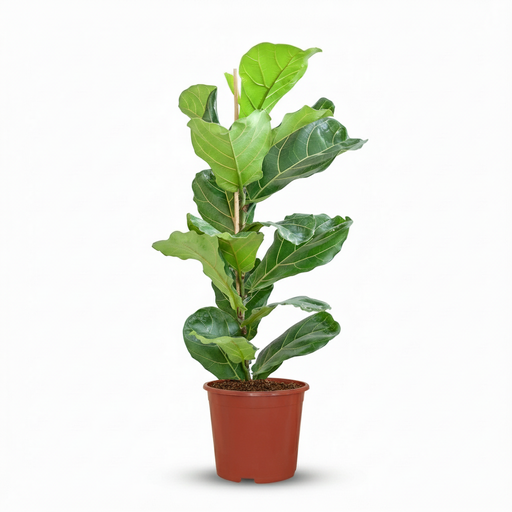 "Plante d'intérieur - Ficus Lyrata - Figuier lyre - Vert - Entretien facile - 1 Plante - Pot 21cm - Hauteur 75 - 85cm image"