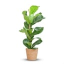 Ficus Lyrata mit Korb Zeegras natur - 80cm - Ø21
