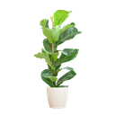 Ficus Lyrata mit Potter-Topf weiß – 80 cm – Ø21