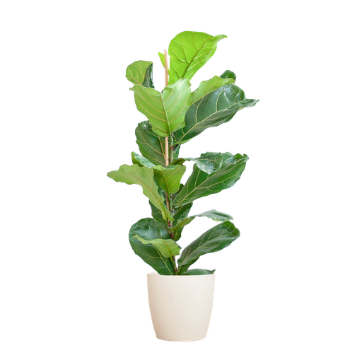 "Ficus Lyrata mit Potter-Topf weiß – 80 cm – Ø21 image"