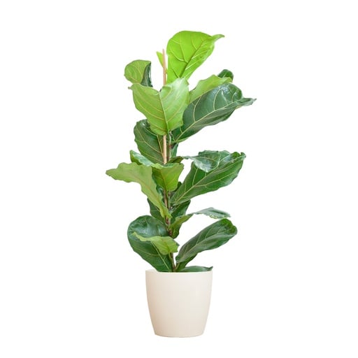 "Geigenfeige (Ficus lyrata) – pflegeleichte Zimmerpflanze, Höhe ca. 80 cm image"